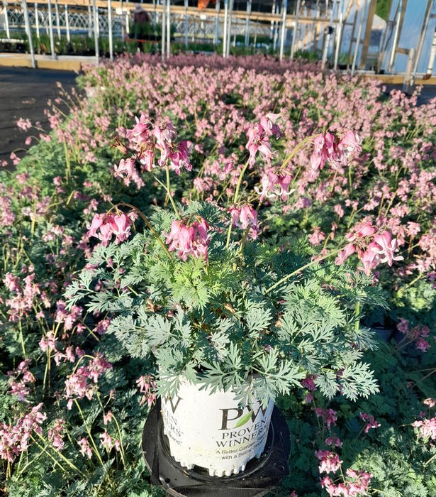 Pink Diamonds Bleeding Heart