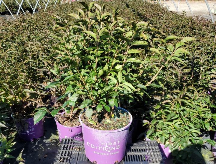 Little Lady™ Lilac