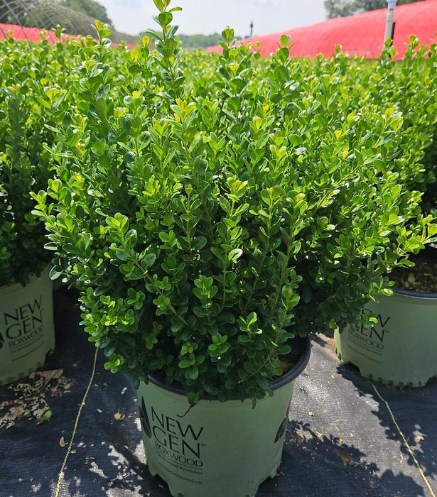 NewGen Freedom® Boxwood