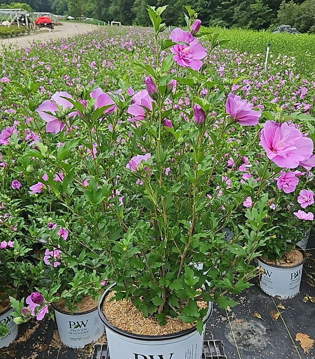 Dark Lavender Chiffon® Rose of Sharon