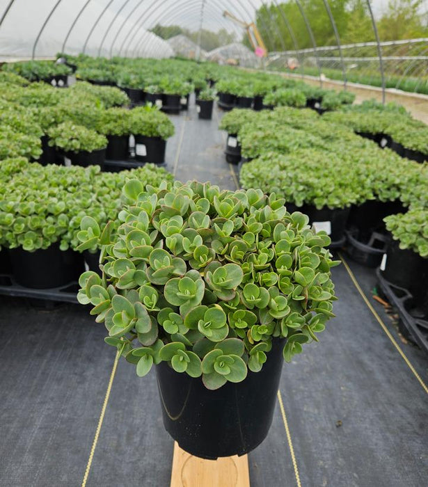 Sunsparkler® Lime Zinger Stonecrop