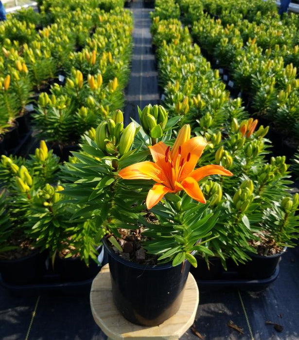 Matrix Orange Asiatic Lily — Gardens of the World