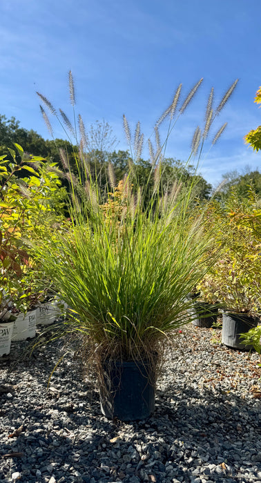 Cassian Fountain Grass