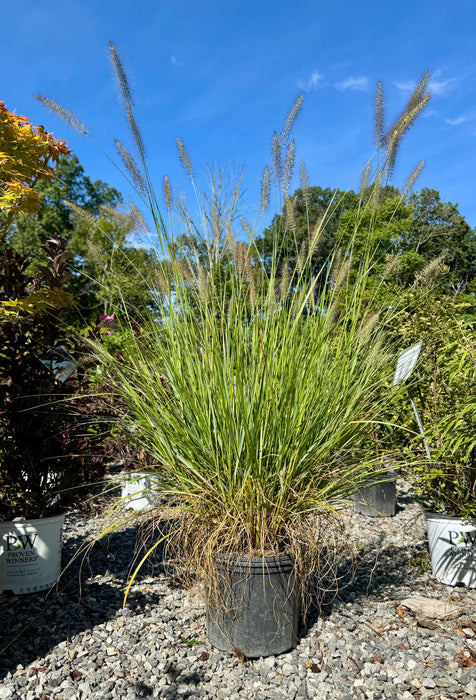 Cassian Fountain Grass