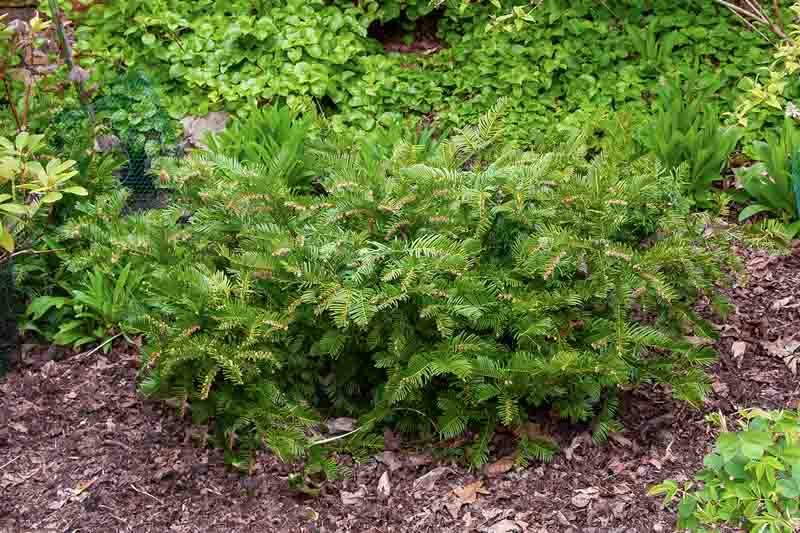 Prostrate Japanese Plum Yew