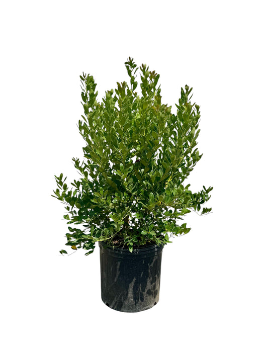 Compact Inkberry Holly