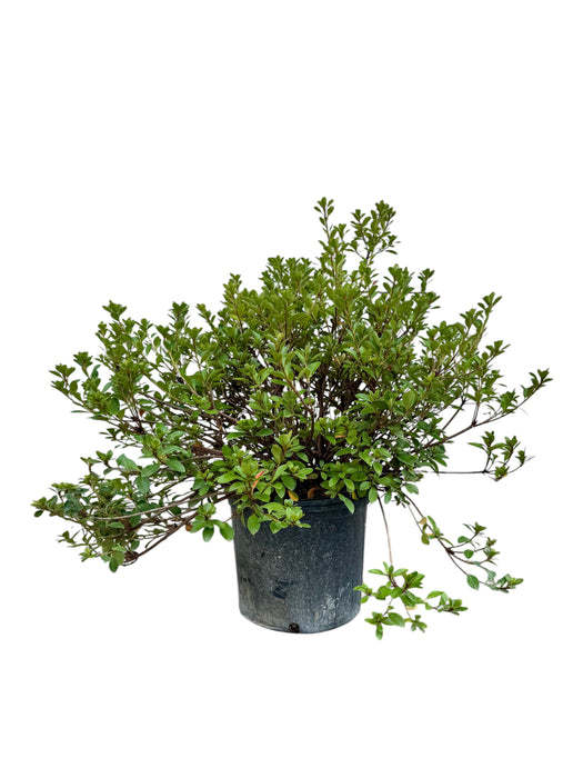 Robin Hill Conversation Piece Azalea