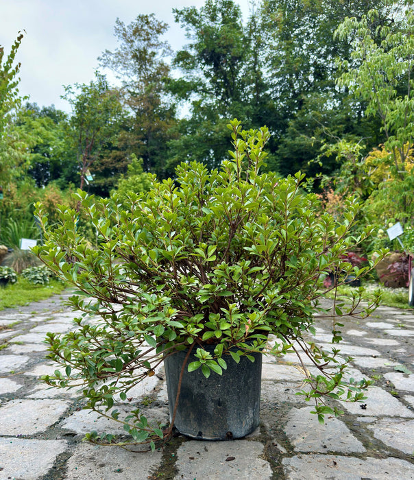 Robin Hill Conversation Piece Azalea