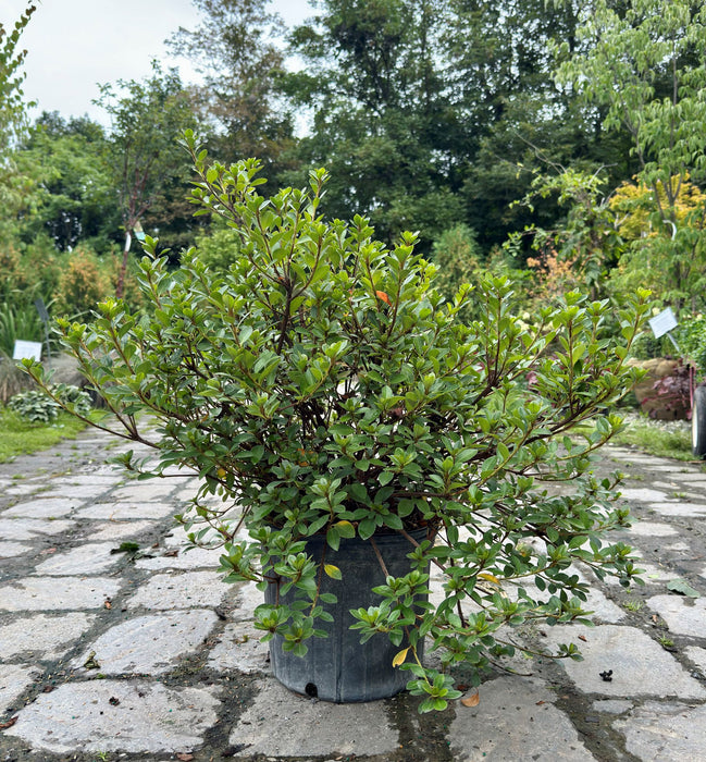 Girard's Rose Azalea