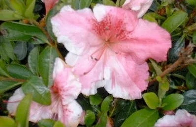 Robin Hill Conversation Piece Azalea