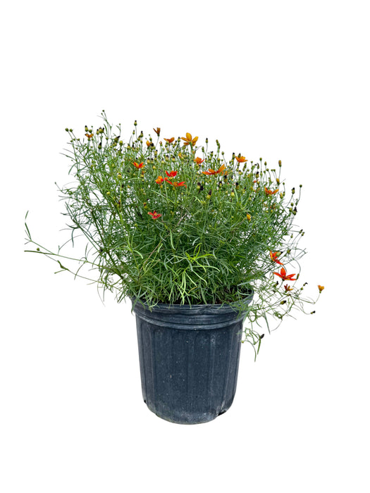Sizzle & Spice Crazy Cayenne Coreopsis