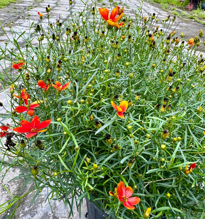 Sizzle & Spice Crazy Cayenne Coreopsis