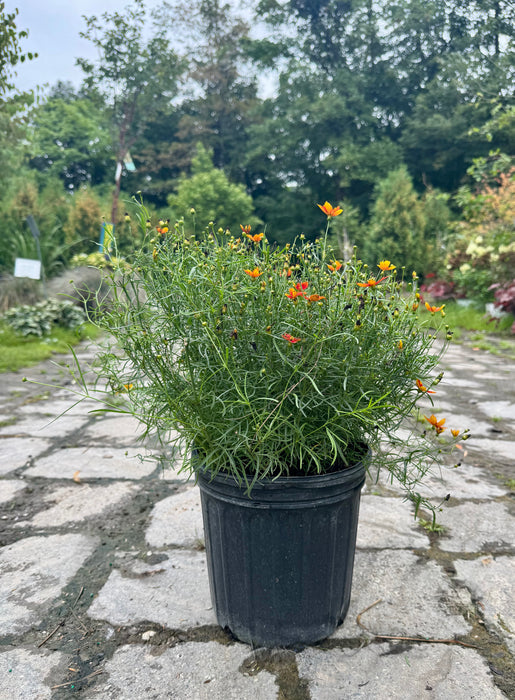 Sizzle & Spice Crazy Cayenne Coreopsis