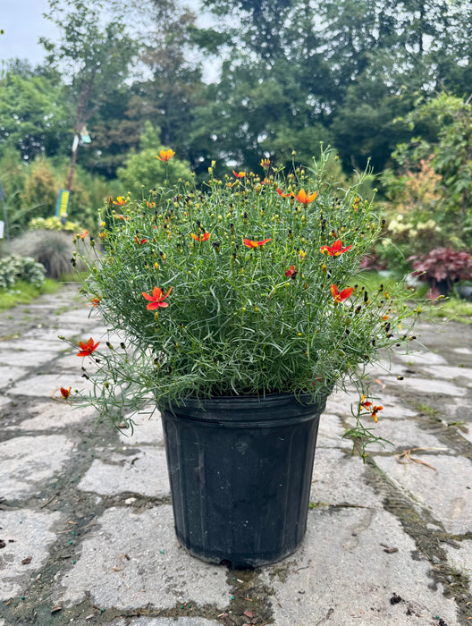 Sizzle & Spice Crazy Cayenne Coreopsis