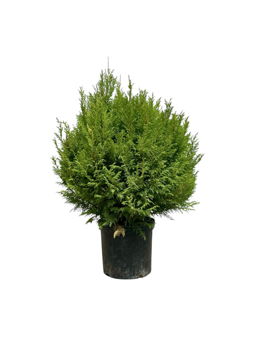 Cream Ball Japanese False Cypress