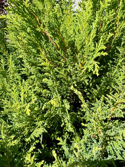 Cream Ball Japanese False Cypress