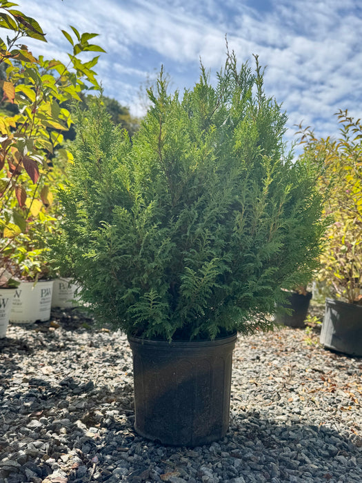 Cream Ball Japanese False Cypress