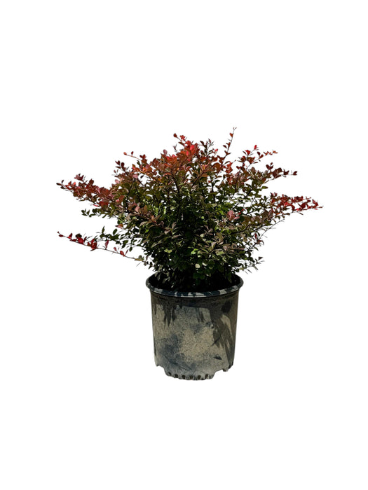 Crimson Pygmy Barberry