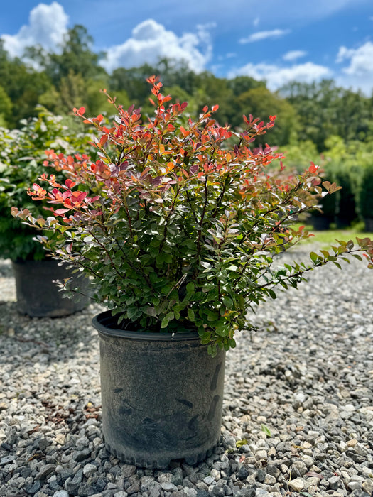 Crimson Pygmy Barberry