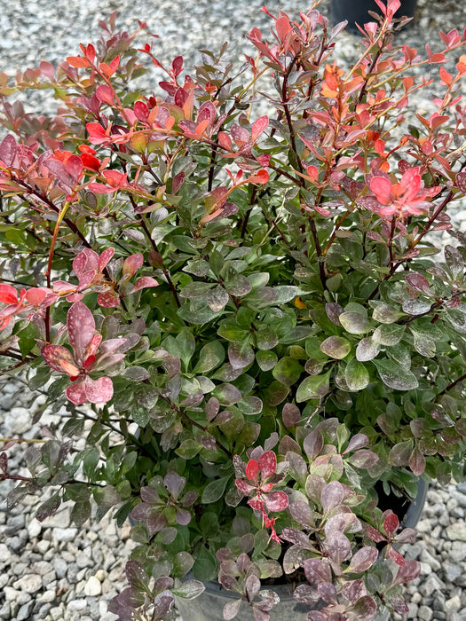 Crimson Pygmy Barberry