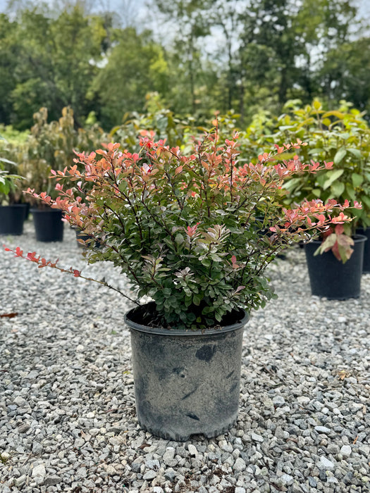 Crimson Pygmy Barberry
