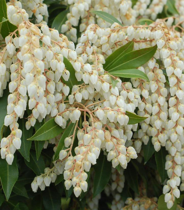 Andromeda Compacta (Pieris)