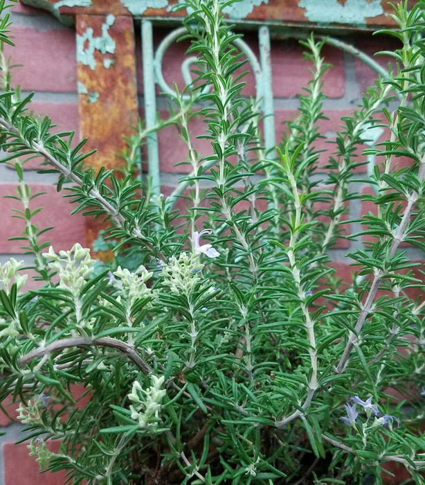 Prostrate Rosemary - 1 Gallon