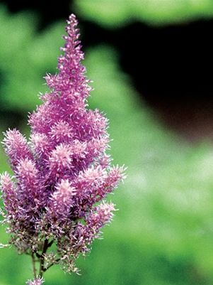 Visions Astilbe