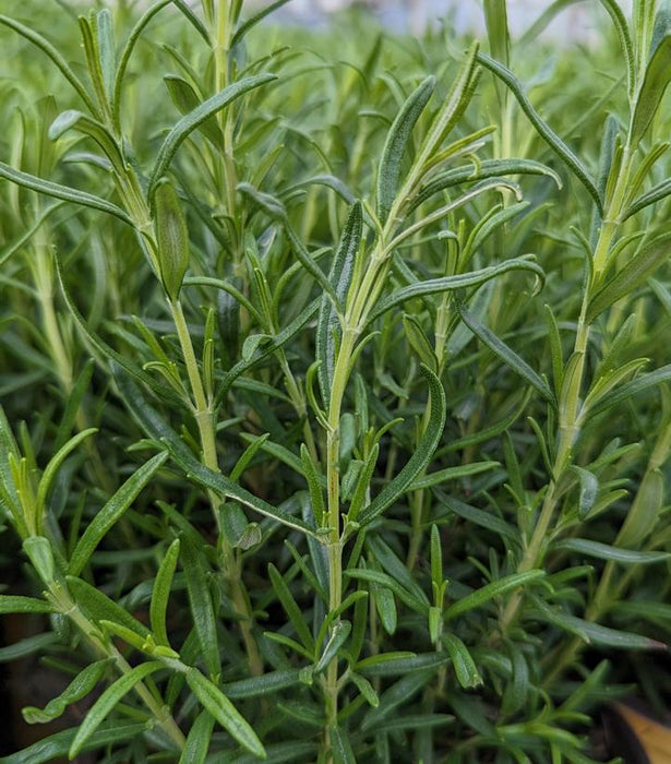 Barbeque Rosemary - 1 Gallon