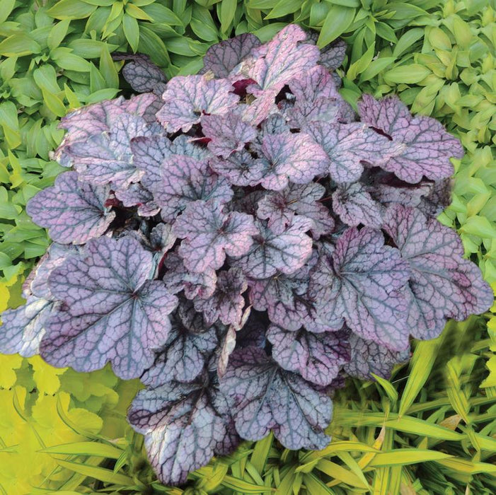 Grape Expectations Coral Bells
