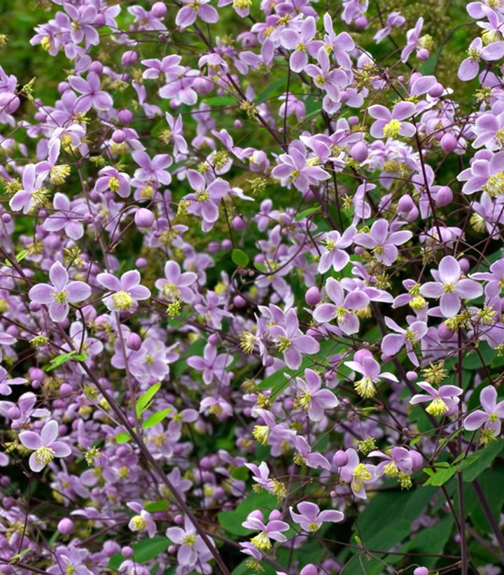 Giant Meadow Rue — Gardens of the World