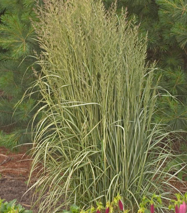 Avalanche Feather Reed Grass - 2 Gallon