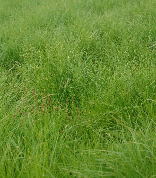 Grassland Sedge - 1 Gallon