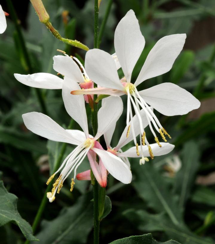 Sparkle White Wand Flower — Gardens of the World
