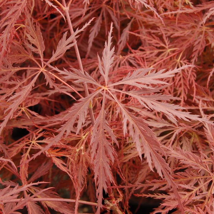 Crimson Queen Japanese Maple
