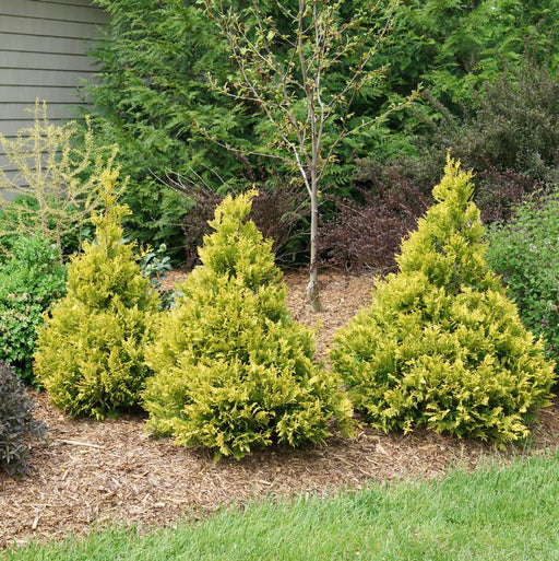 Green Slender Hinoki False Cypress