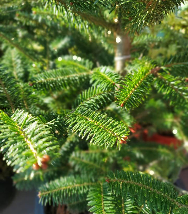 Balsam Fir