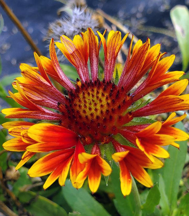 Spintop Copper Sun Blanket Flower 1 Gallon — Gardens of the World