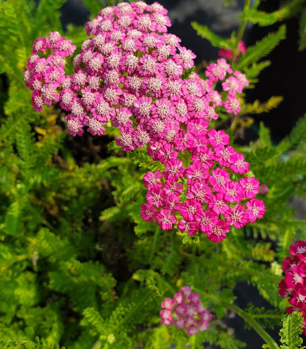 Pink Grapefruit Yarrow