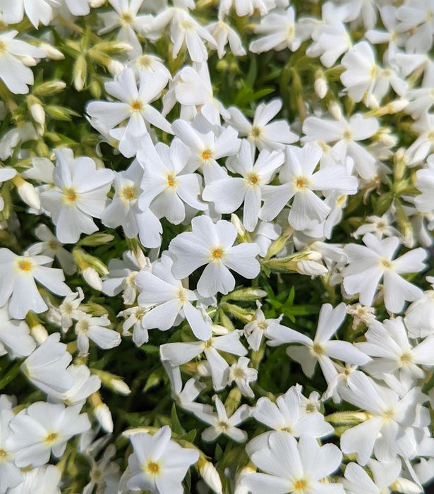 Spring White Moss Phlox - 1 Gallon