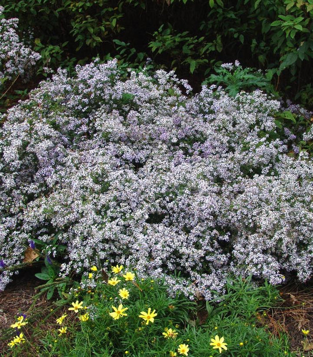 Wood's Blue Aster