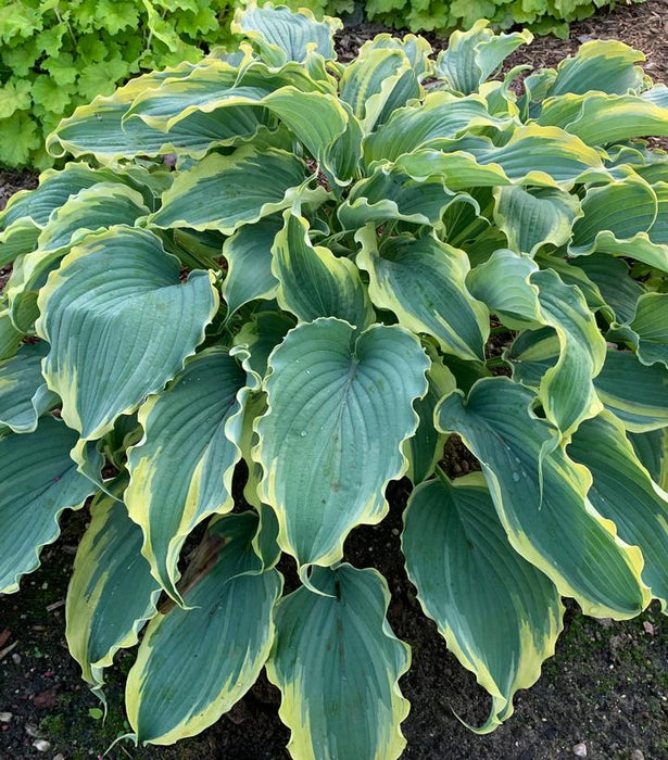 Shadowland Voices In The Wind Hosta