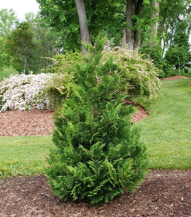 Cedar Rapids® False Cypress