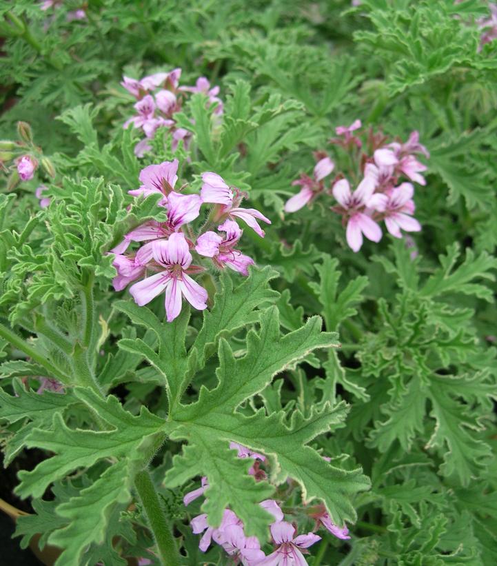 Citronella Geranium: Is It Really A Mosquito Repellent? – MYDAE