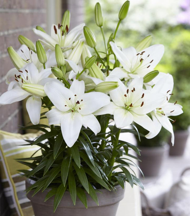 Sparkling Joy Asiatic Lily — Gardens of the World