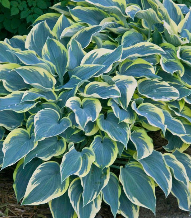 First Frost Hosta
