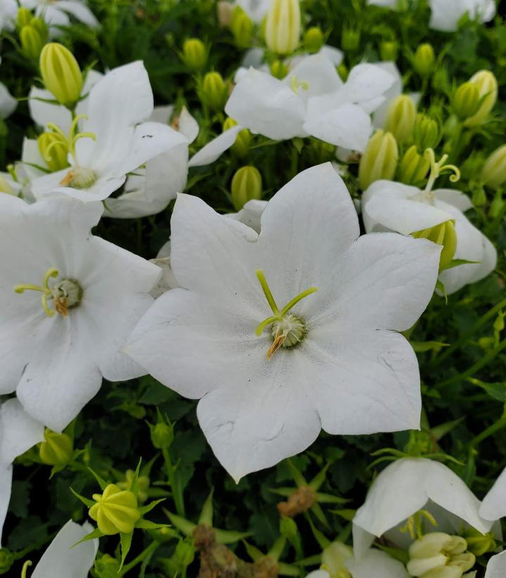 Rapido White Bellflower — Gardens of the World