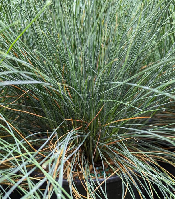 Cool As Ice Blue Fescue