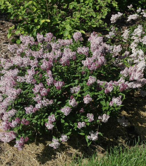 Spice Baby Korean Spice Viburnum