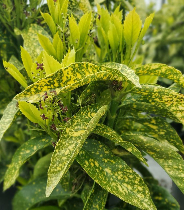 Gold Dust Spotted Laurel (Aucuba)